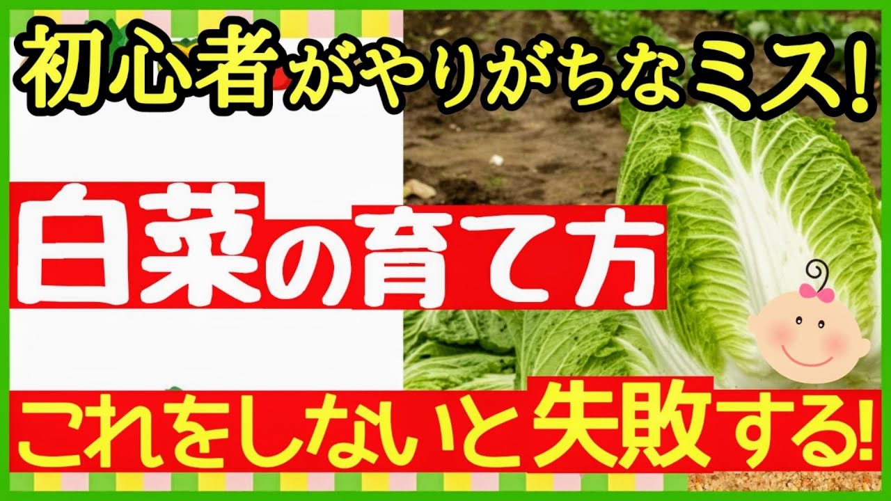 【超重要！白菜の基本】初心者でも簡単に育つ♪おいしい白菜を収穫する最強の育て方・プランター栽培～種まき～収穫まで～