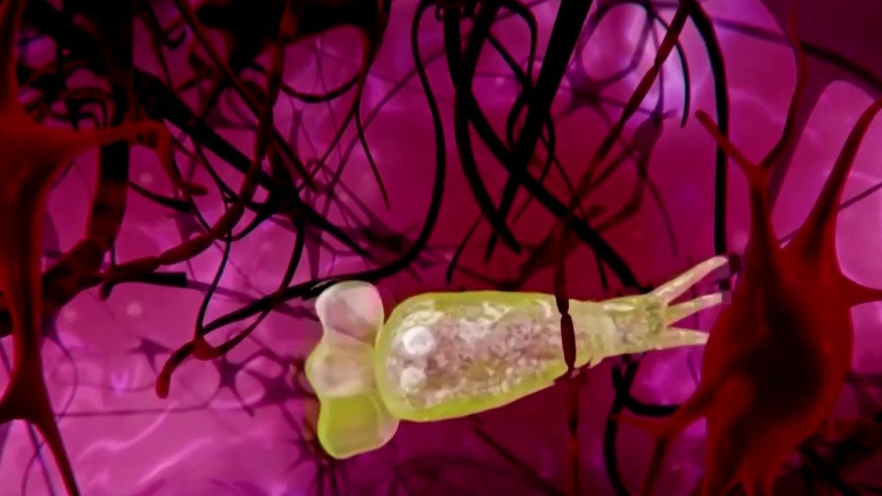 Deadly brain-eating amoeba infects tap water