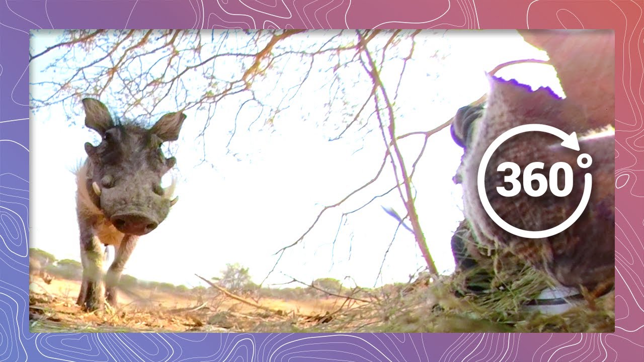 Warthogs Keep a Low Profile for Safety | Wildlife in 360 VR