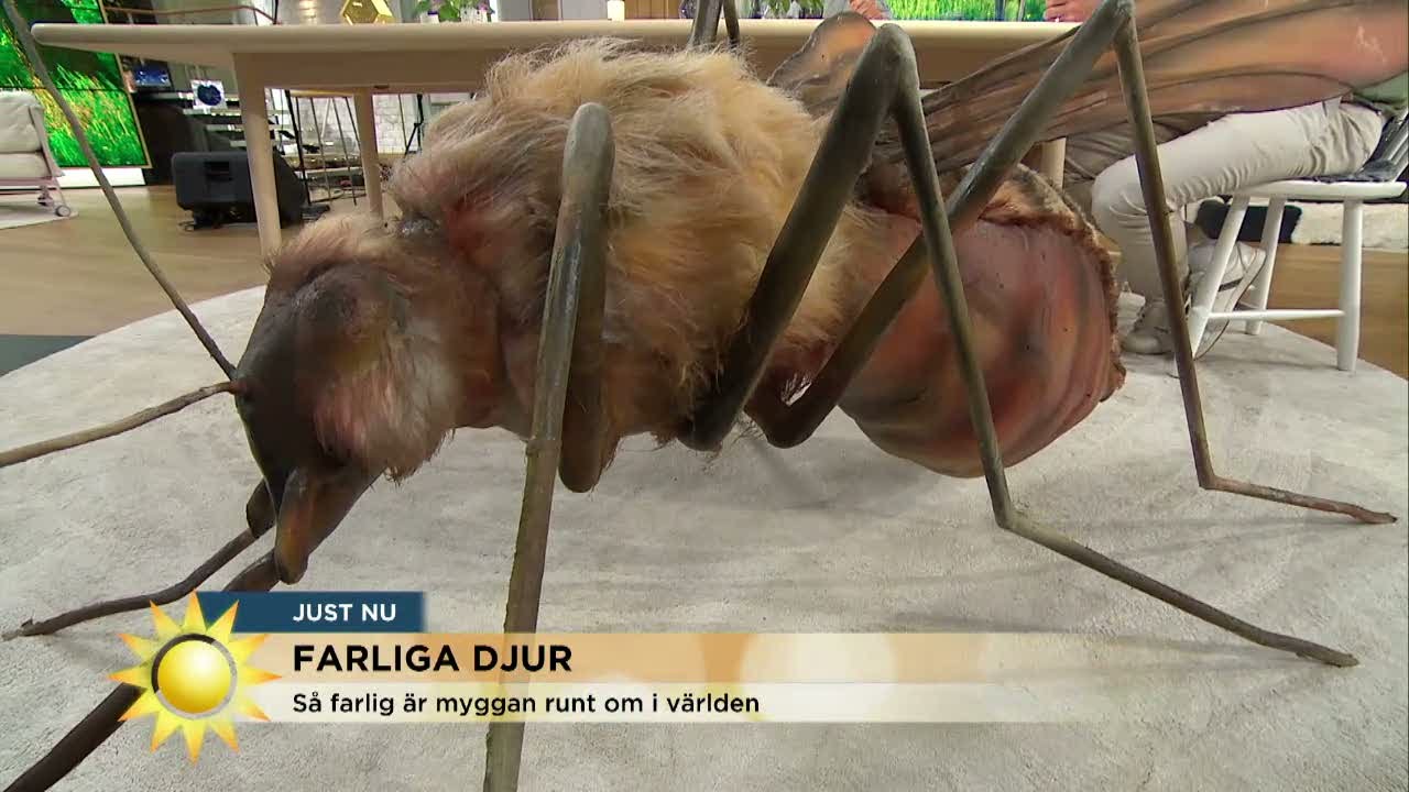 Zikaviruset sprider skräck inför OS - Nyhetsmorgon (TV4)