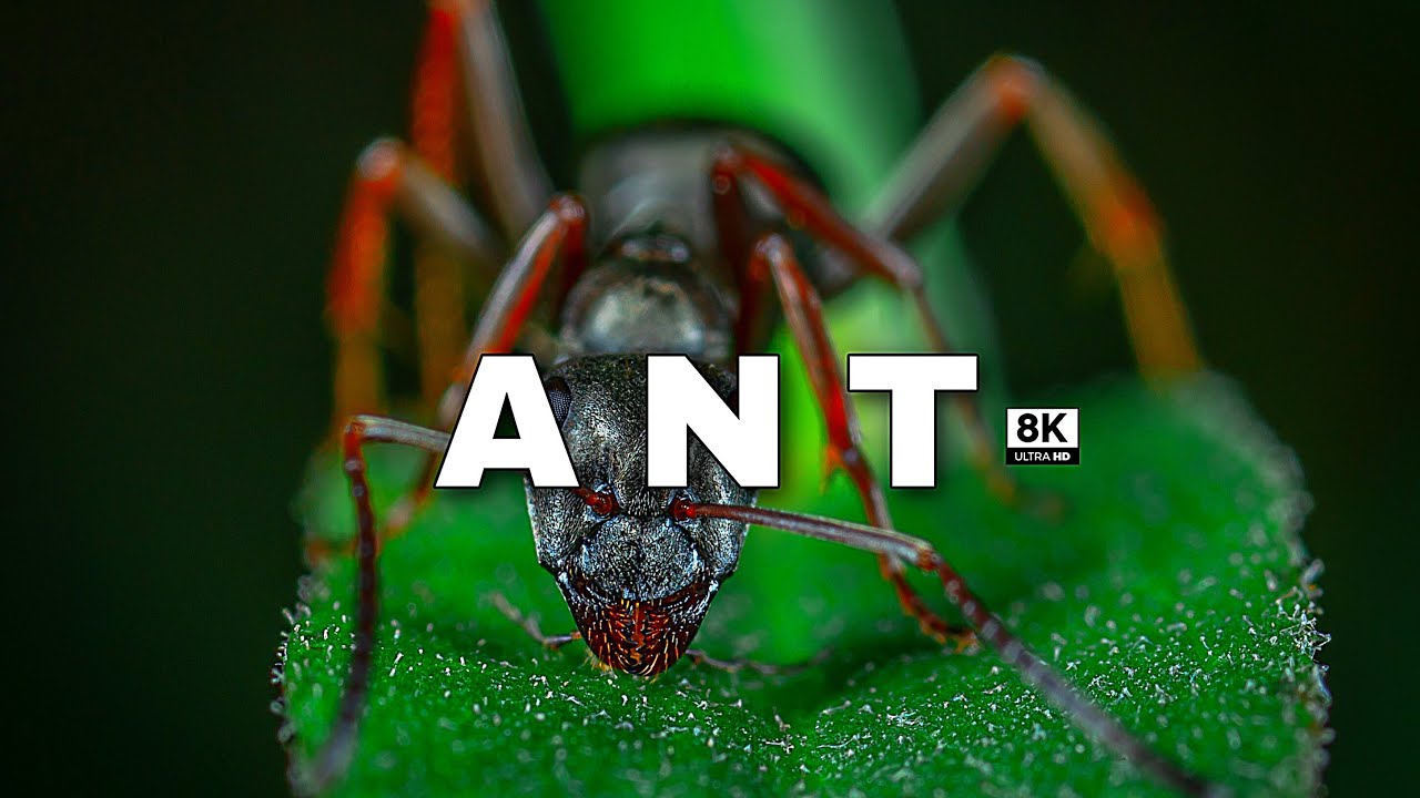 ANTS IN MACRO 8k ULTRA HDR 60(FPS)