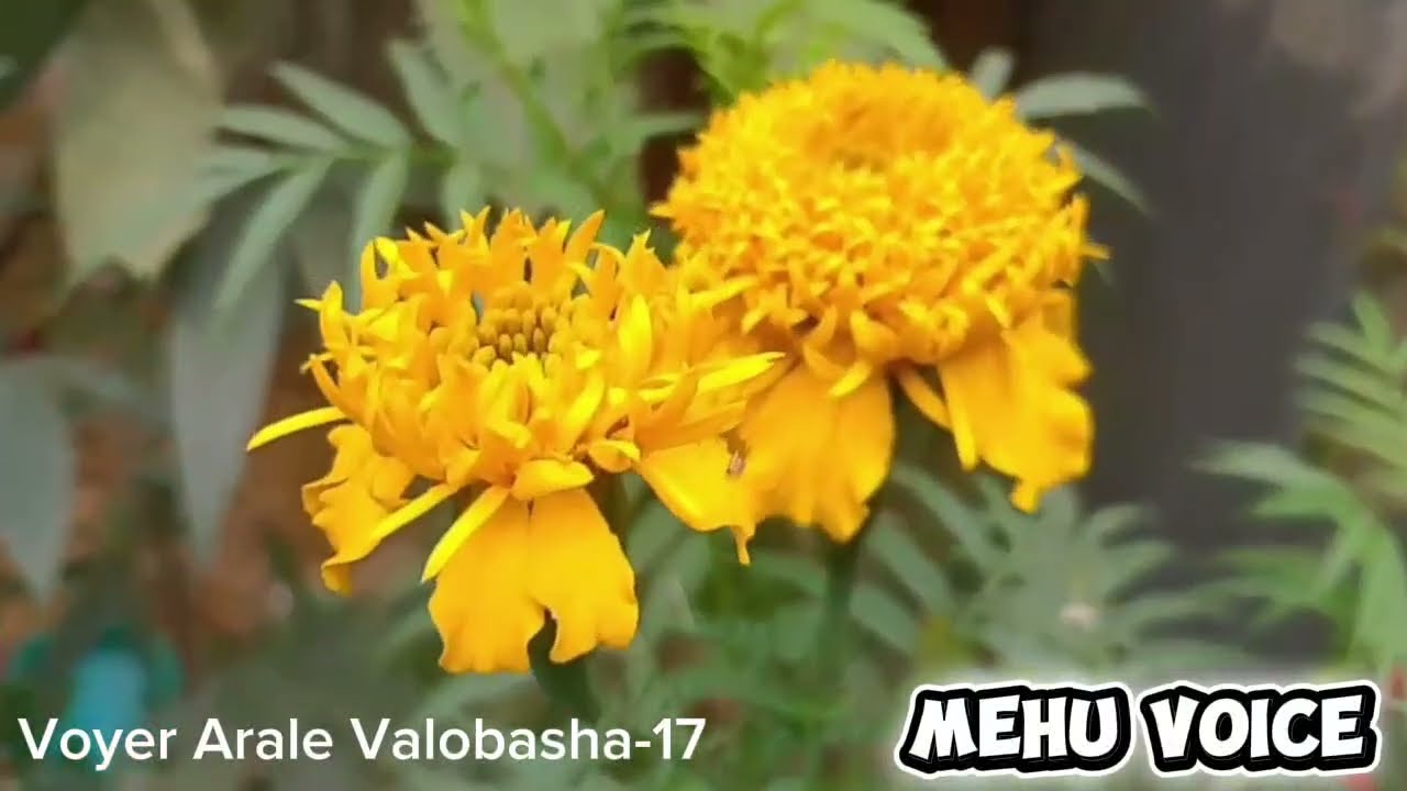  (Part-17) Voyer Arale Valobasha। Mehu Voice