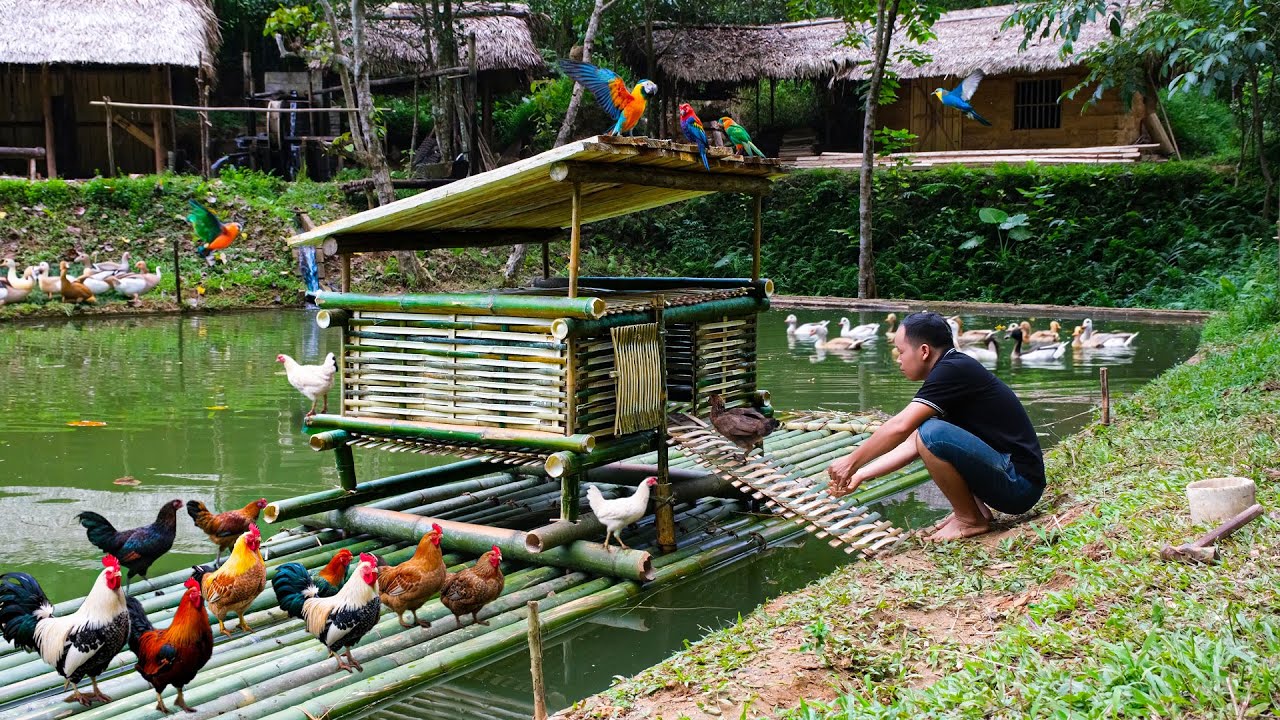 Building a Floating Chicken Coop on a Pond from 25 Bamboo Poles – Simple Life in the Deep Forest