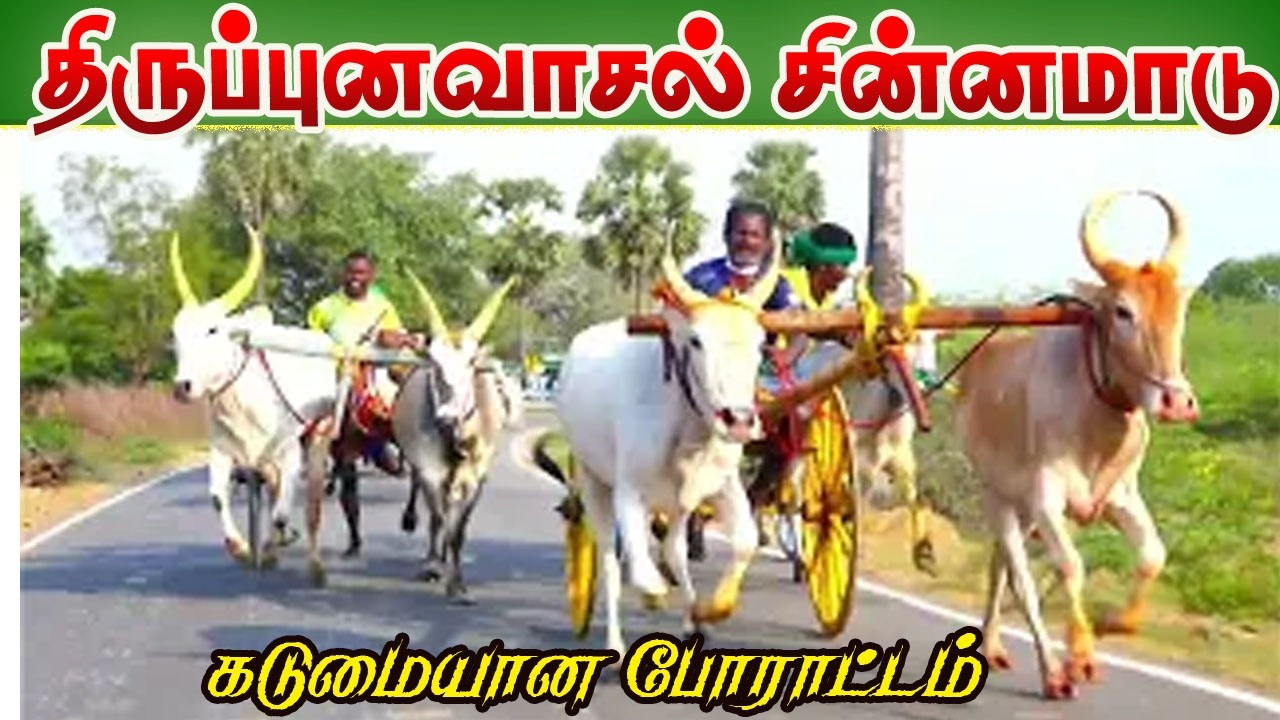 20005 ஆயிரம் திருப்புனவாசல் சின்னமாடு பந்தயம் 08/03/2026