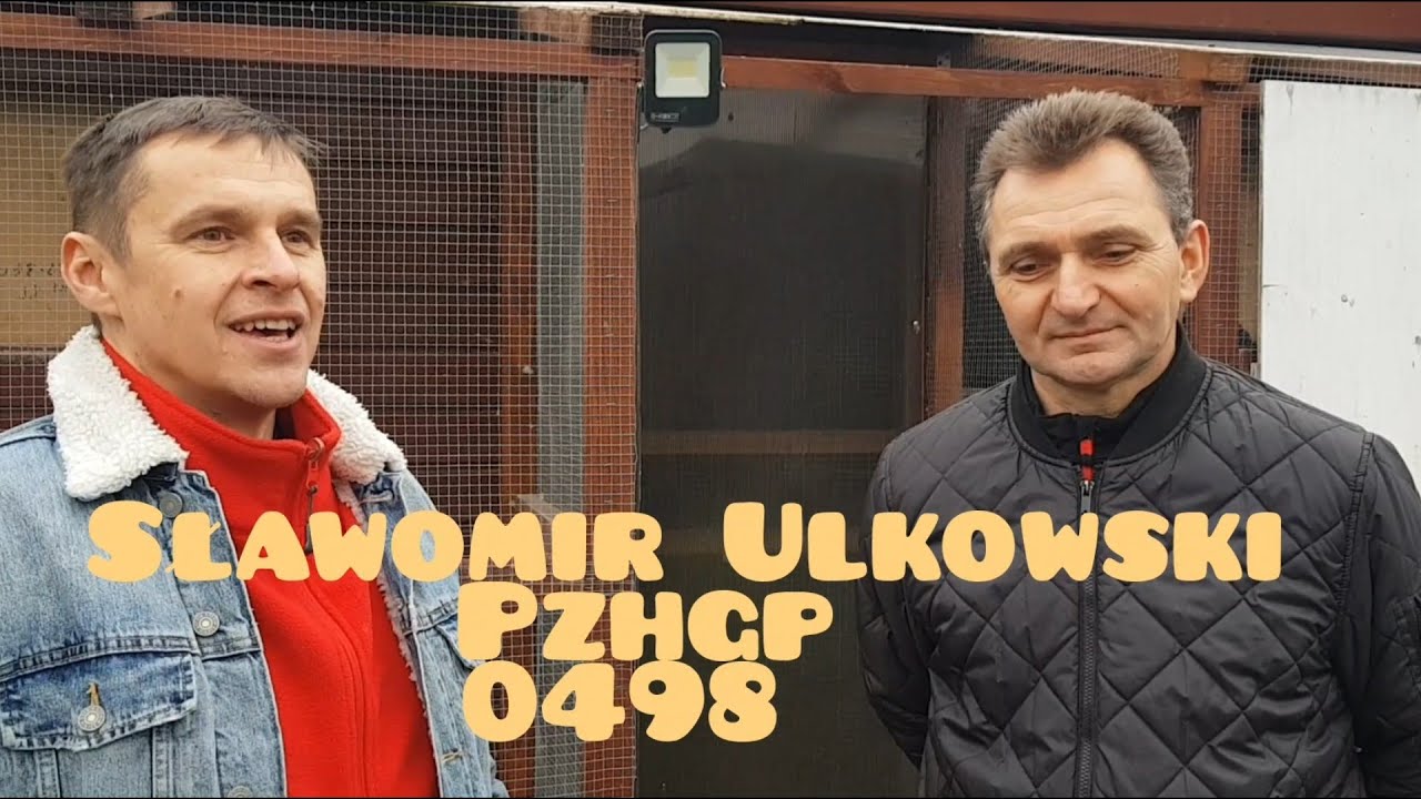 Sławomir Ulkowski 0498 . Jak prawidłowo  odchować gołębie młode i przygotować je do lotów. Porady