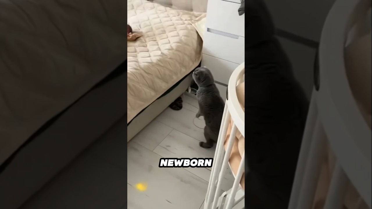 This cat's reaction to meeting a newborn baby is hilarious 😂❤