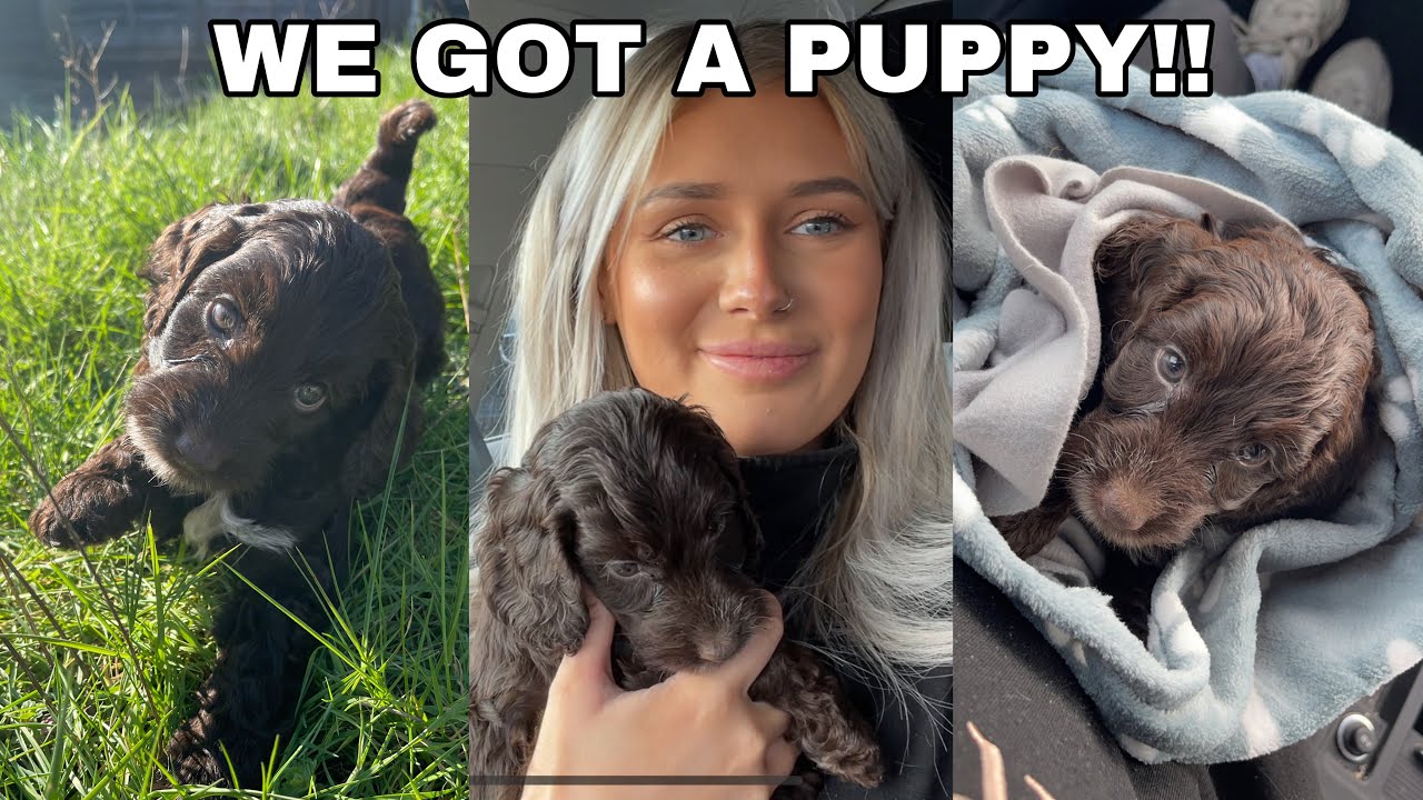 WE GOT A COCKAPOO PUPPY!!! | PICKING UP OUR PUPPY