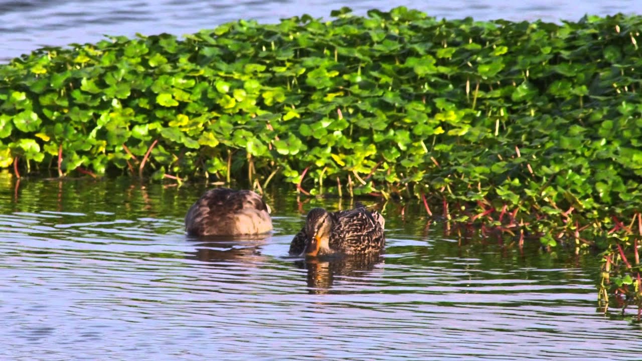 Meal Time at Arcata Marsh