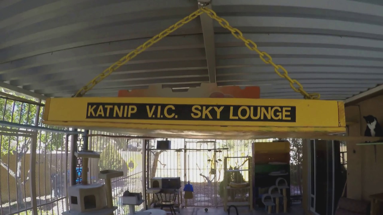 The 2016 Katnip Lounge Catio Tour........ from the CATS eye view! The BEST Catio in the West!