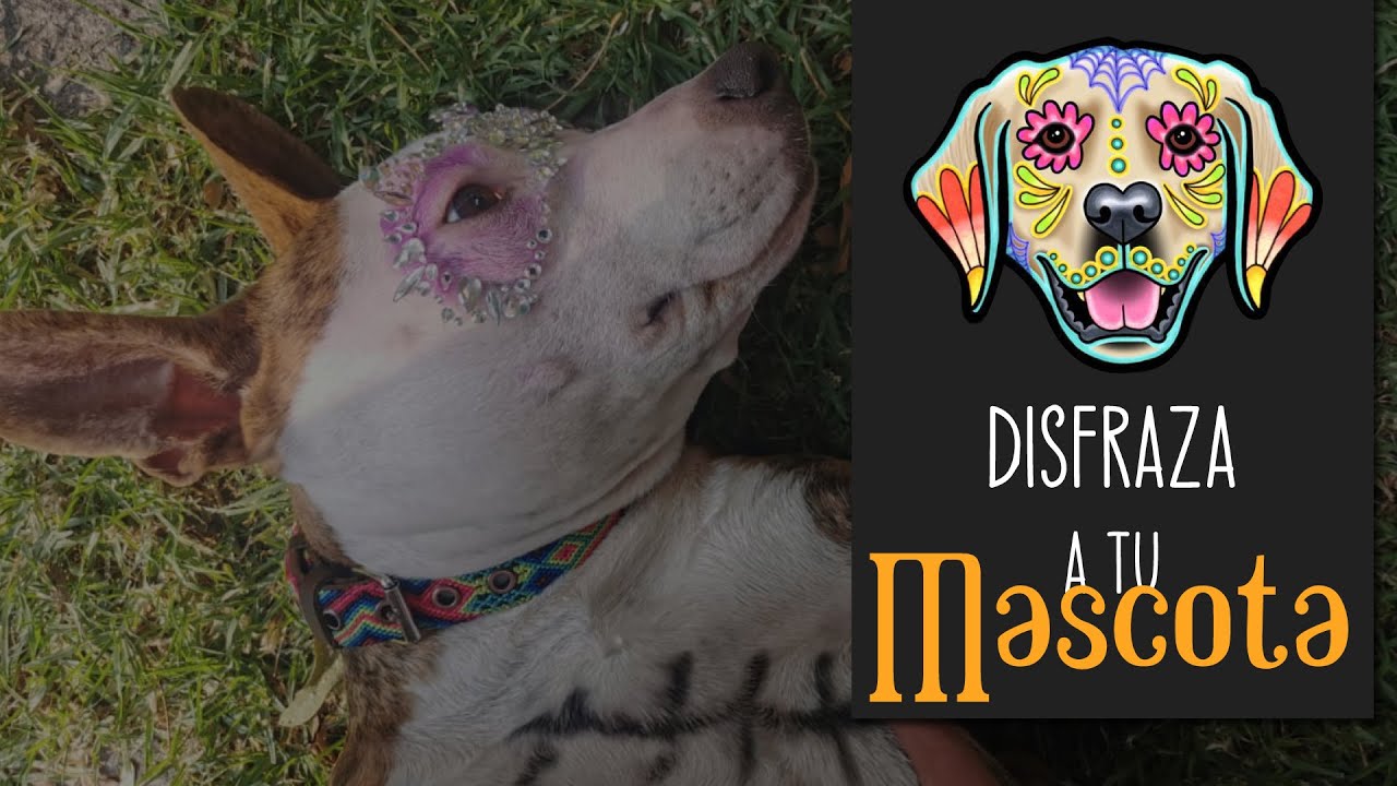 Pintando a mi PERRO con temática del día de MUERTOS.