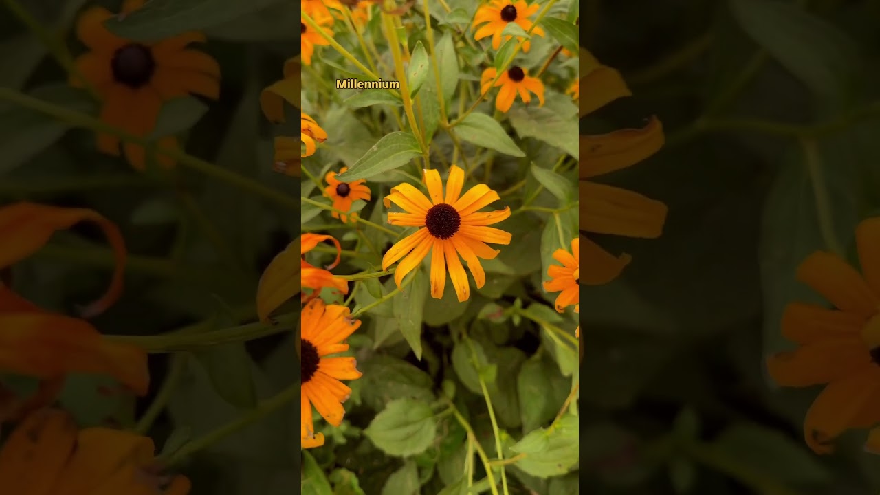 The best drought tolerant perennials I love to plant!
