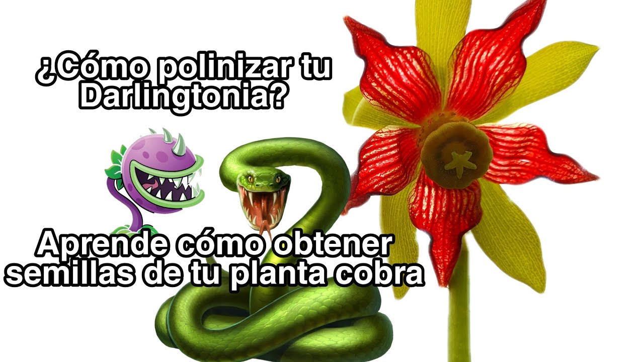 ¿Cómo polinizar Darlingtonias? - Plantas Carnívoras
