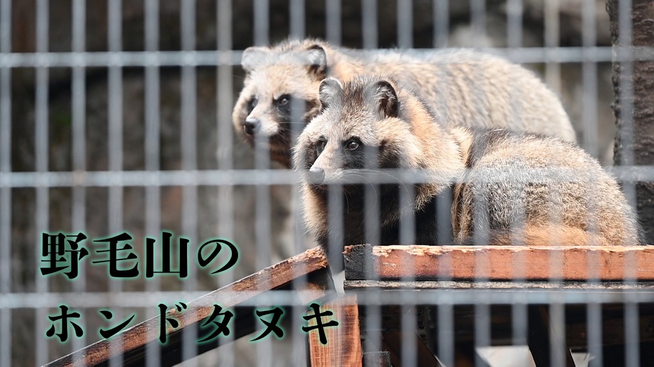 野毛山にもいたかわいいホンドタヌキ「ヒフミとウタ」