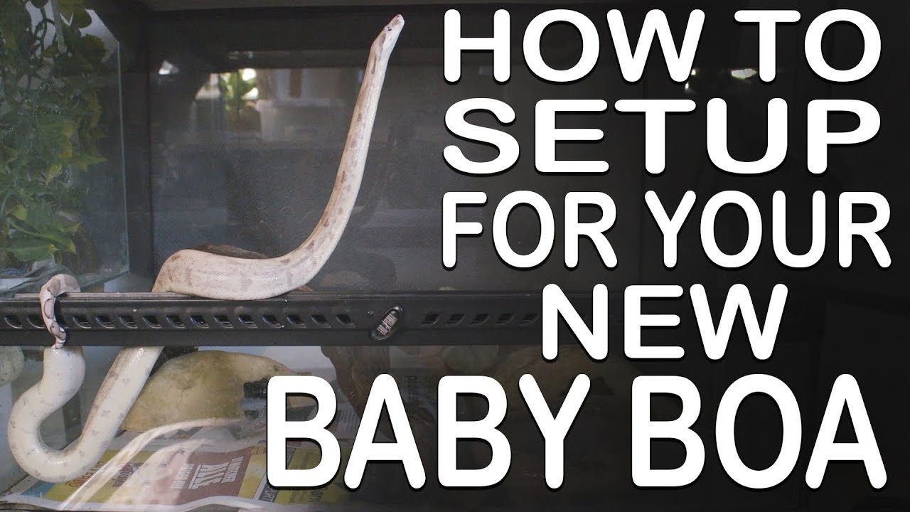 HOW TO SET UP YOUR TERRARIUM FOR YOUR NEW BABY BOA (Feeding included)