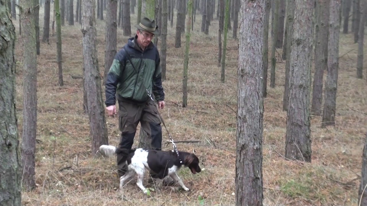 Kleiner Münsterländer 3. Welpenübungstag