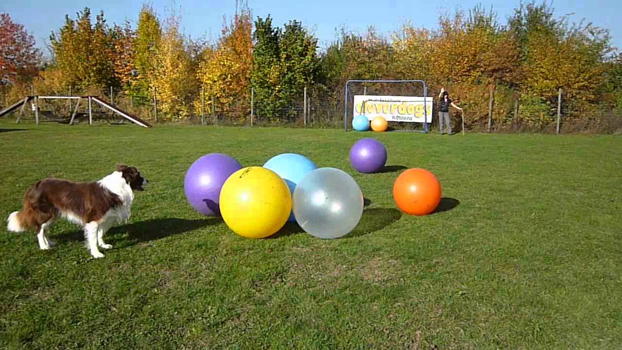 Treibball cleverdogs