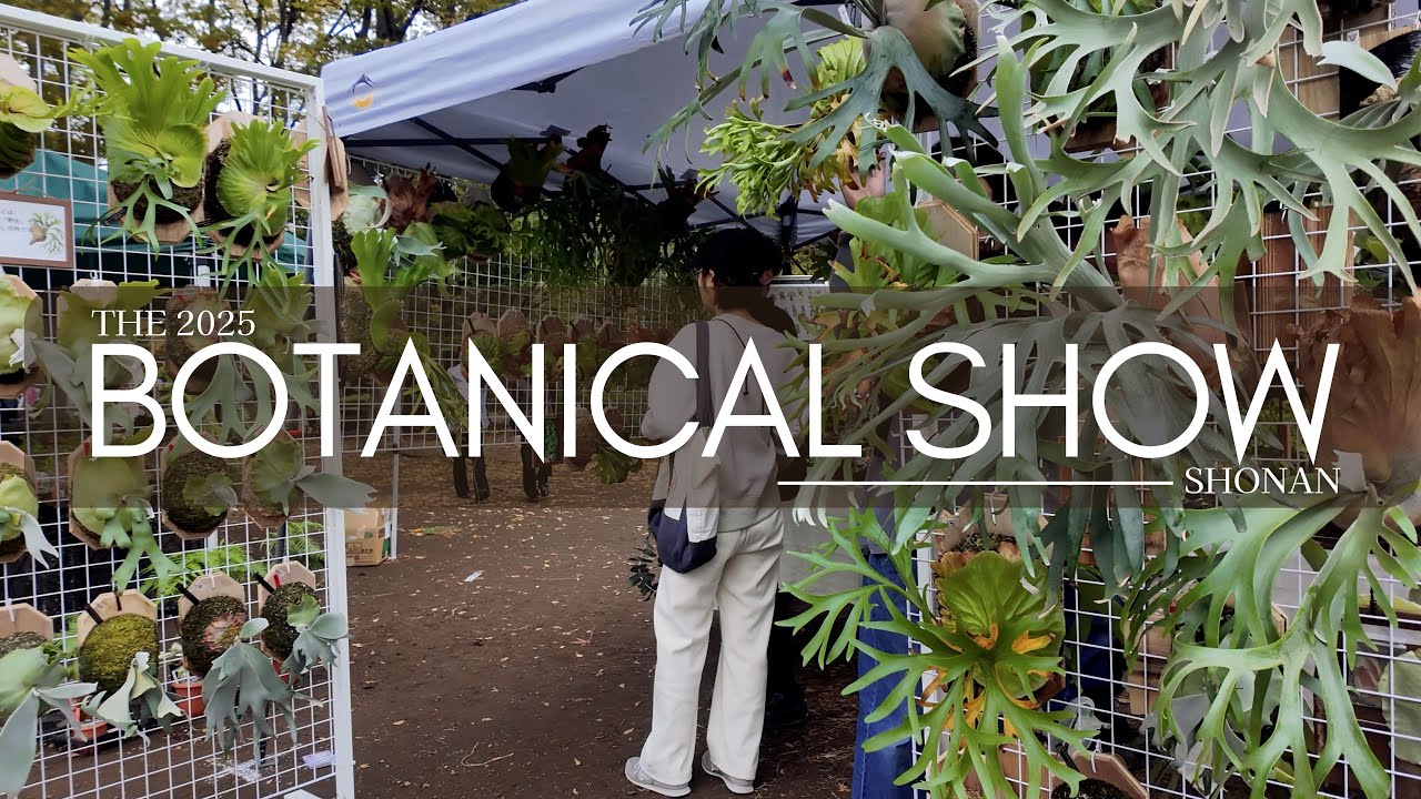 Staghorn Ferns, Succulents, Art & Craft | Walking Through Shonan's The Botanical Show 2025 | ビカクシダ