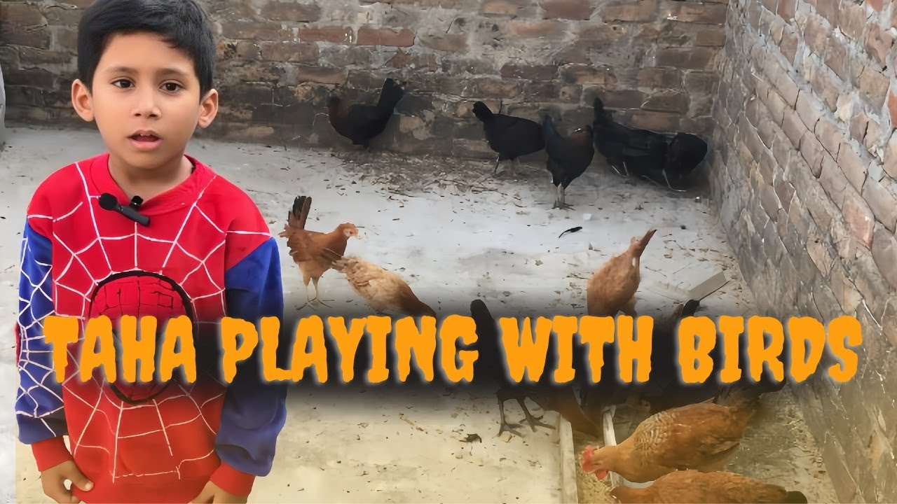 Hens Zoo: Where Chickens Come to Play!