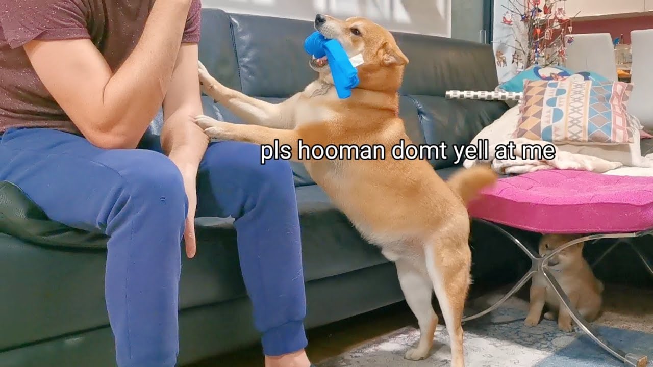 Hooman#2 SCOLDS Shiro