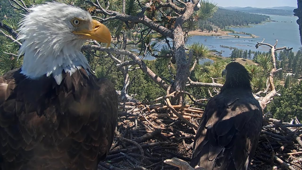 Jackie chases away guest😲 Gizmo and Sunny arrive at the nest💕 / 12:03 / Big Bear Eagles 2025-06-23