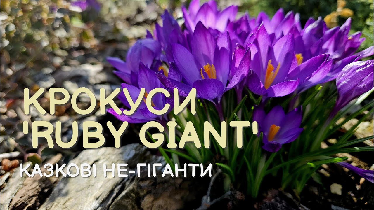 Крокуси &lsquo;Ruby Giant&rsquo;: взагалі не giant, але від того не менш прекрасні