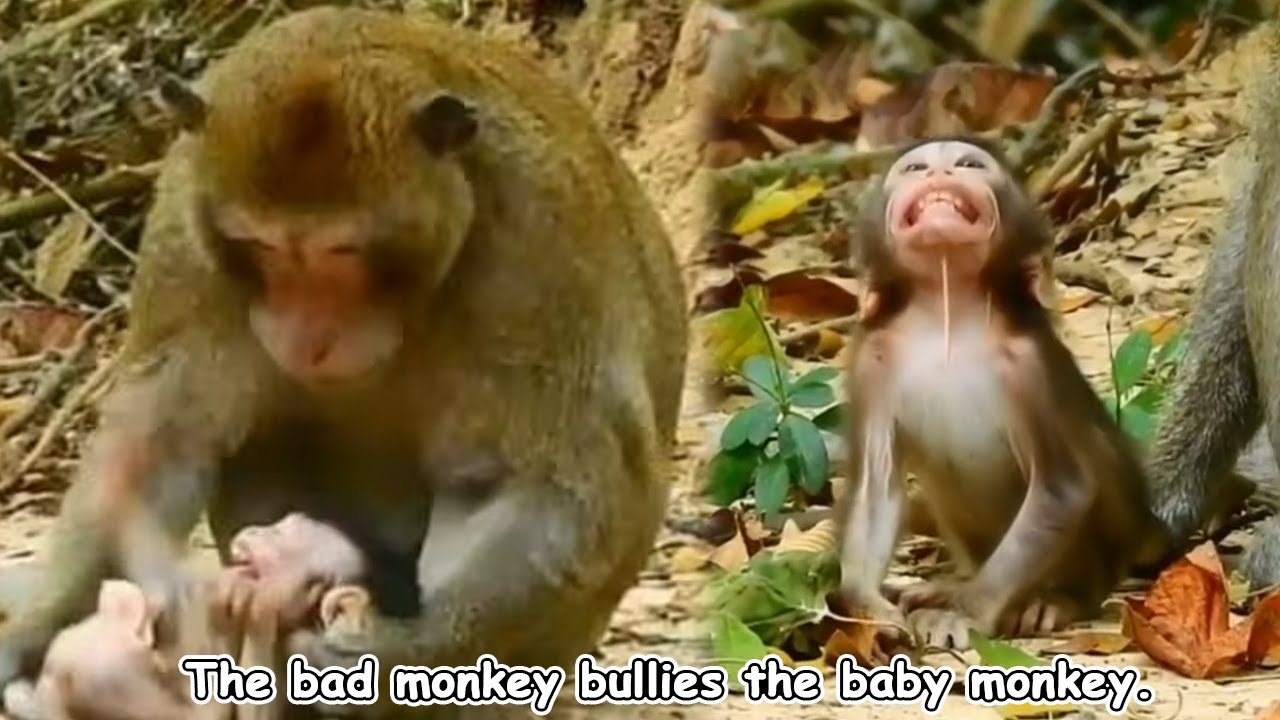 The baby monkey was kidnapped by the male monkey; it silently resisted, trying to escape.