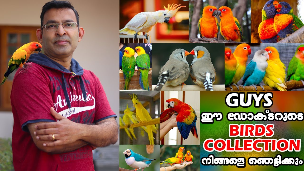 ഈ Dental ഡോക്ടറുടെ exotic birds കളക്ഷൻ ശെരിക്കും ഞെട്ടിച്ചുകളഞ്ഞു guys..ഇജ്ജാതി കളക്ഷൻ|Exotic pets🐿️