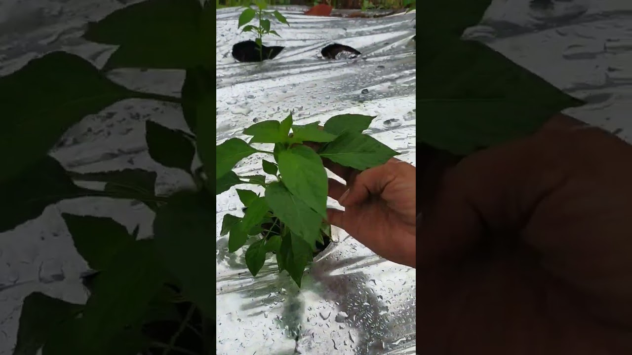 Cabe Imola Reborn 18 hst sangat subur sekali #short