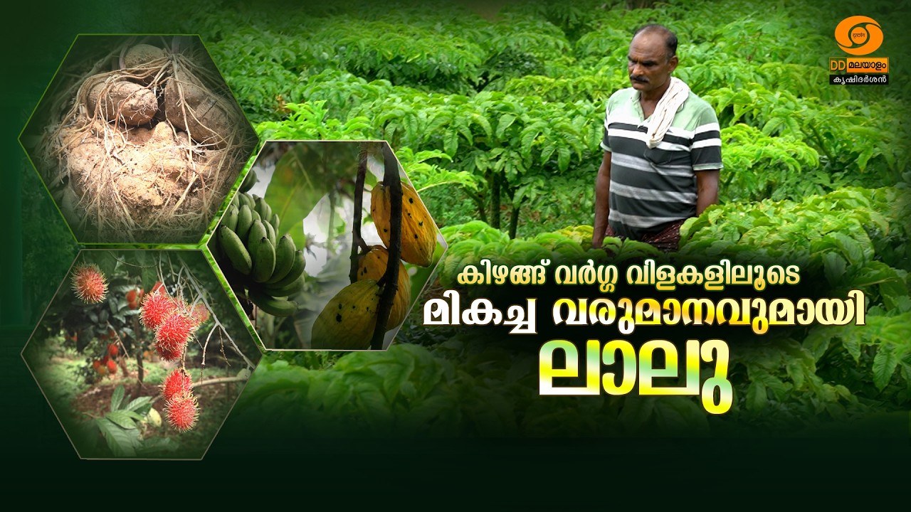 ആറടി കുഴിയിൽ നിന്ന് ലക്ഷങ്ങൾ! സമ്മിശ്ര കൃഷിയിൽ വിപ്ലവം സൃഷ്ടിച്ച ലാലു | KRISHIDARSHAN | DD MALAYALAM
