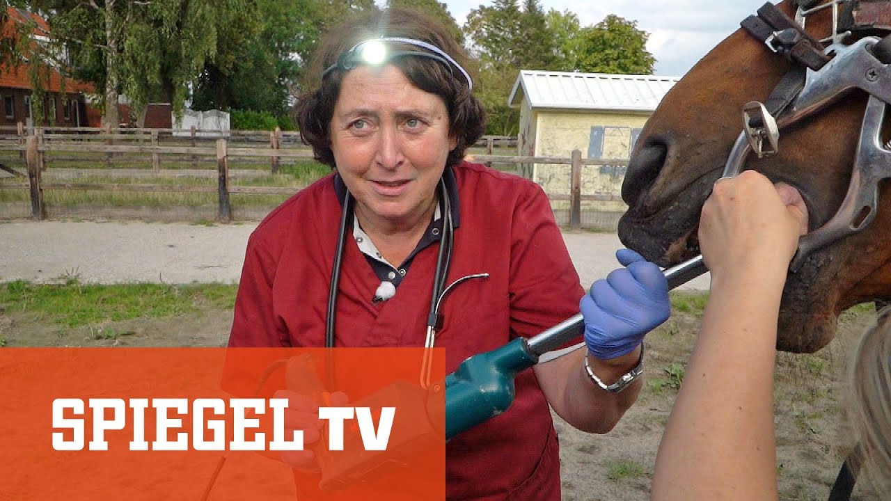 Frau Doktor und das liebe Vieh: Die Tierflüsterin von Ostfriesland | SPIEGEL TV