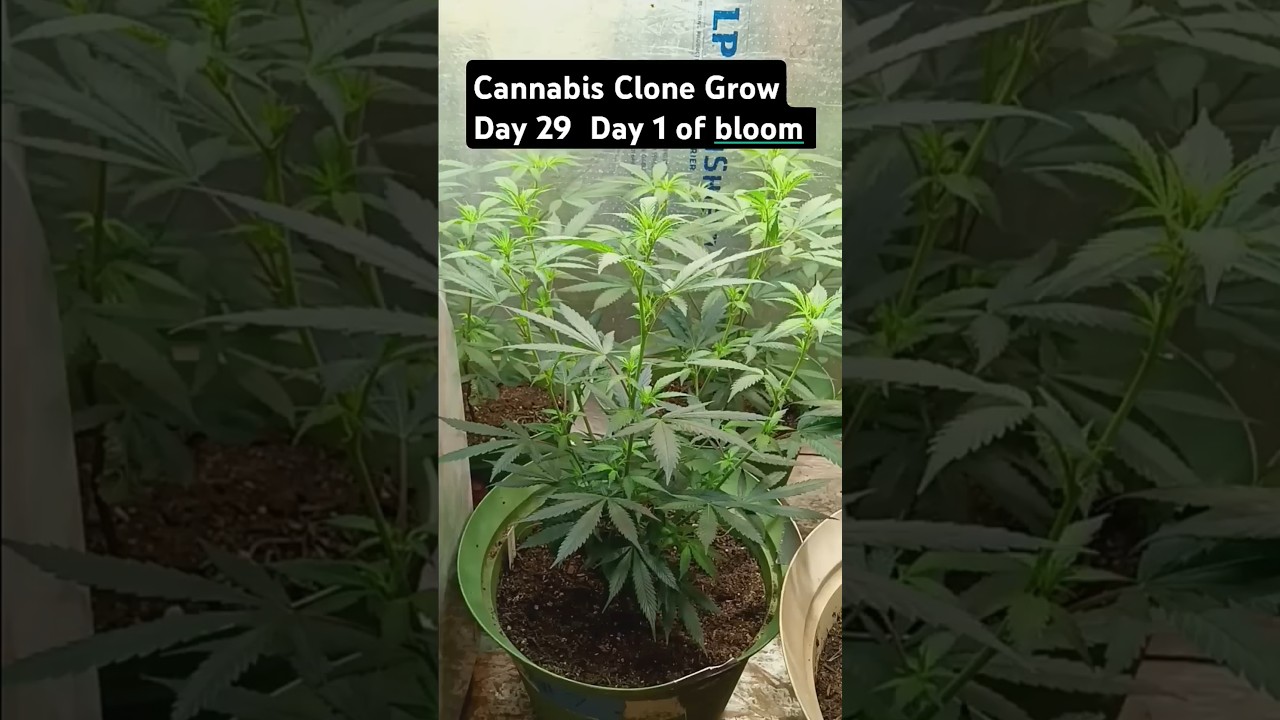 Cannabis Clone Grow Day 29 of the Grow  #chemdog #sourdiesel #grow #hiphop #cannabis