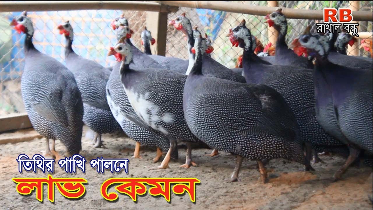 তিথির পালনে লাভ কেমন - আয় ব্যায় সহ জানুন সমস্ত তথ্য । Titer Bird Farming in Bangladesh -রাখাল বন্ধু