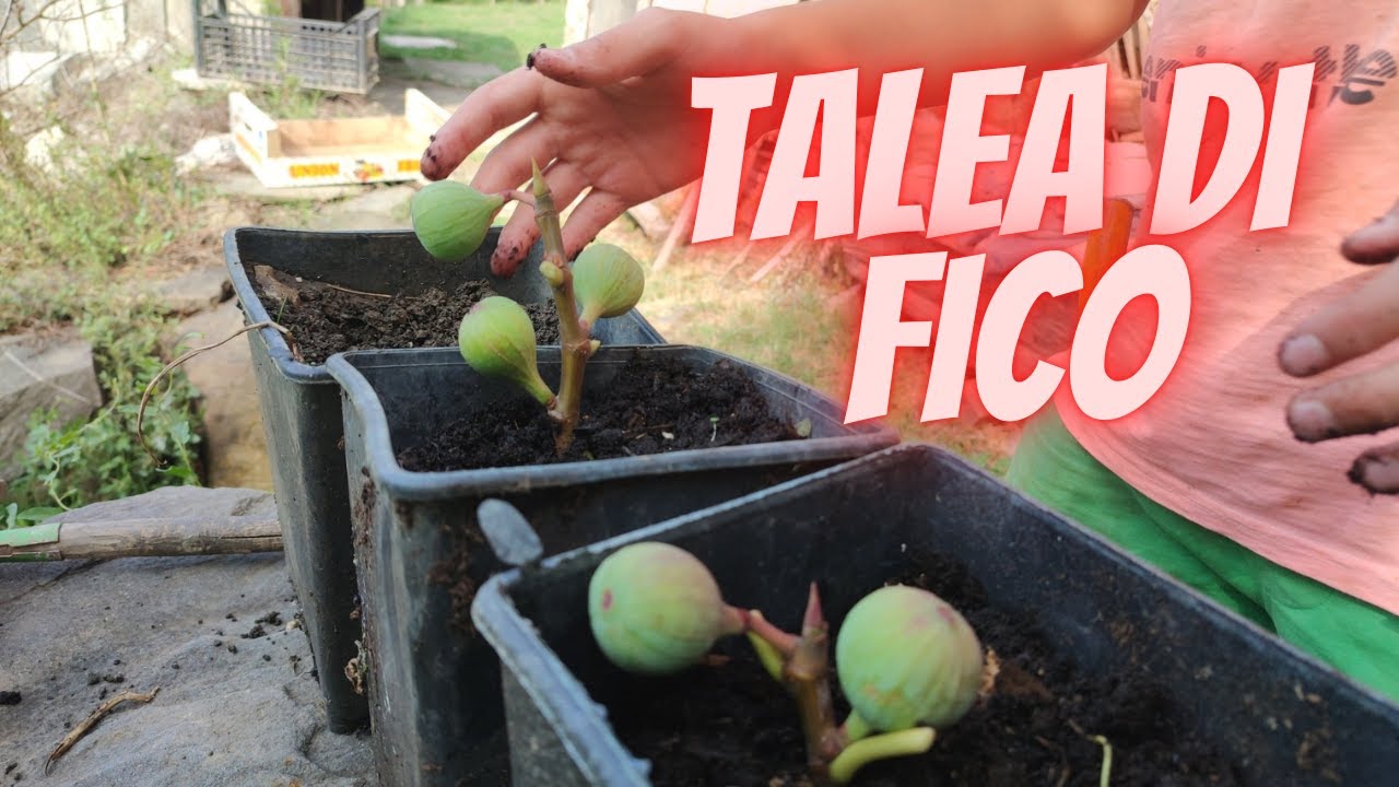 Come fare la talea di fico , molto semplice