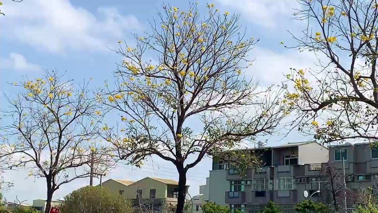 彰化田尾鄉公園路｜道路兩旁黃金風鈴木￼￼，夢幻的春季景色…