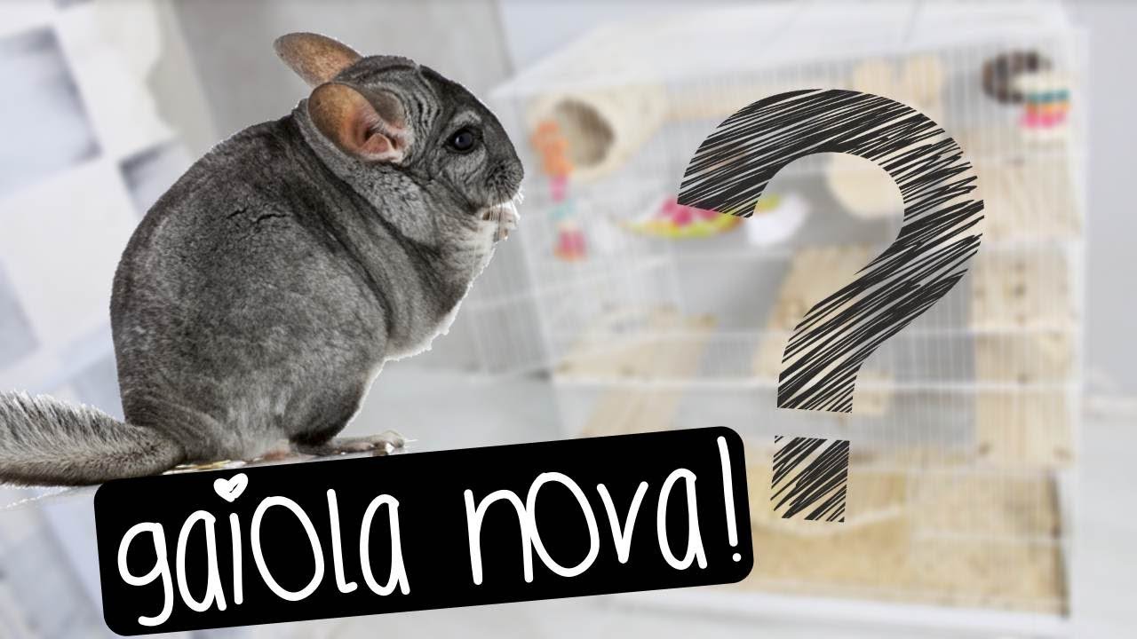 MONTANDO A GAIOLA NOVA DAS CHINCHILAS | by Carla Soares