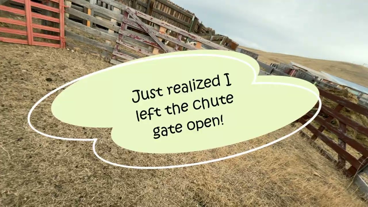 Sorting Off Sold Ewes
