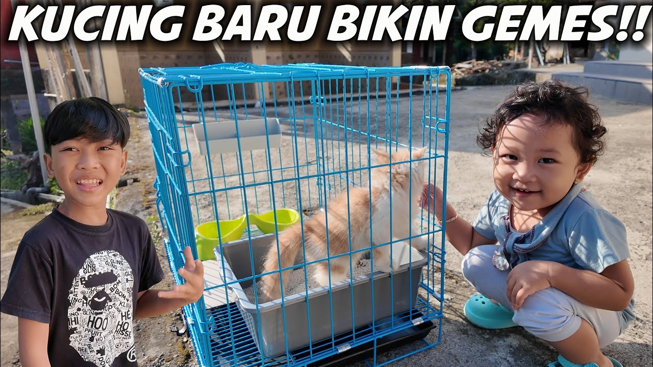 ALASAN KENAPA DIMAS DAN DITDIM FAMILY SENENG KUCING..