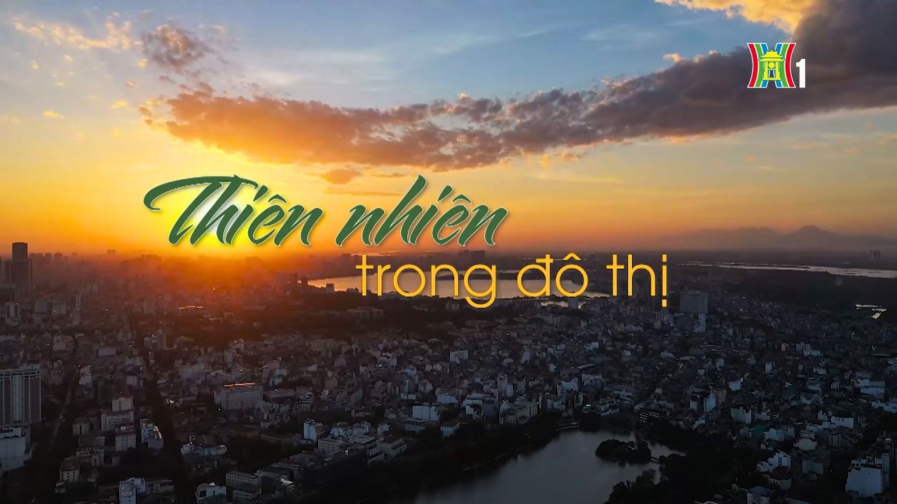 Thiên nhiên trong đô thị | Phim tài liệu