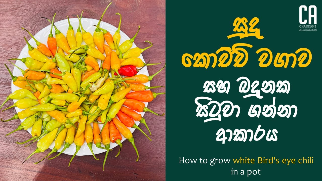 සුදු කොච්චි වගාව සහ බදුනක සිටවා ගන්නා ආකාරය | How to grow kochchi in pot