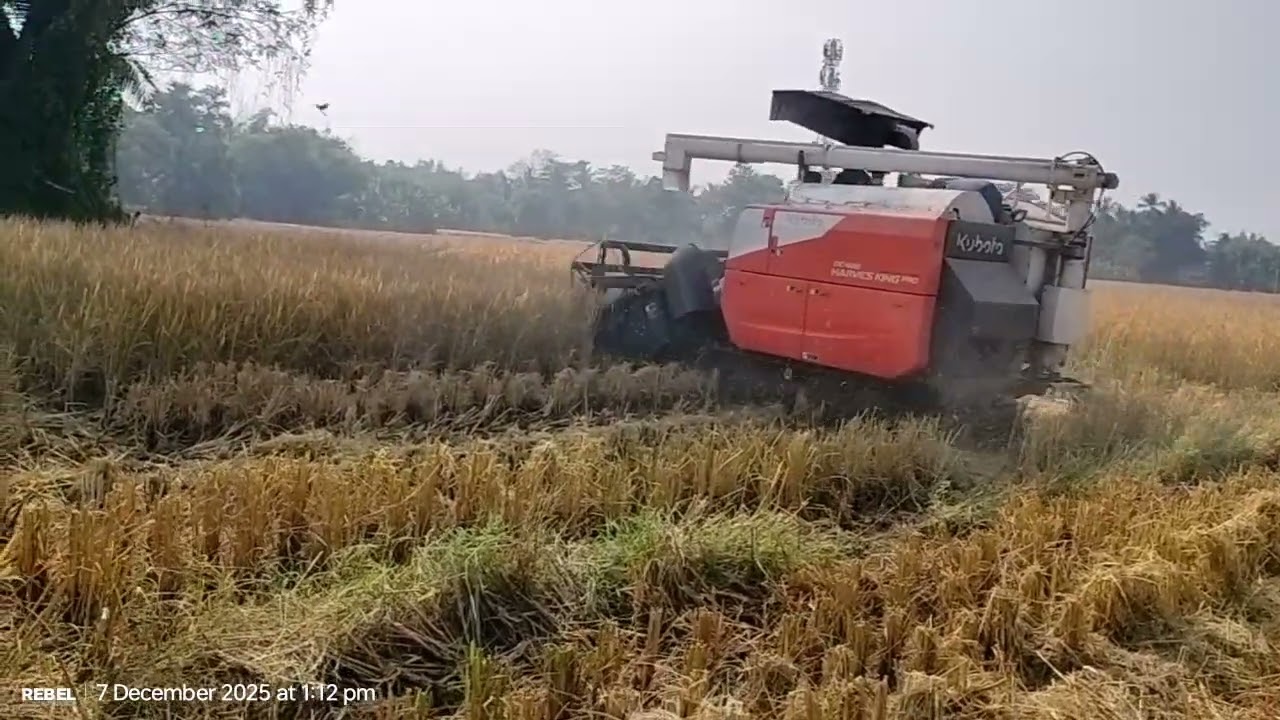 Paddy Harvesting, Paddy Cutting, in Village.