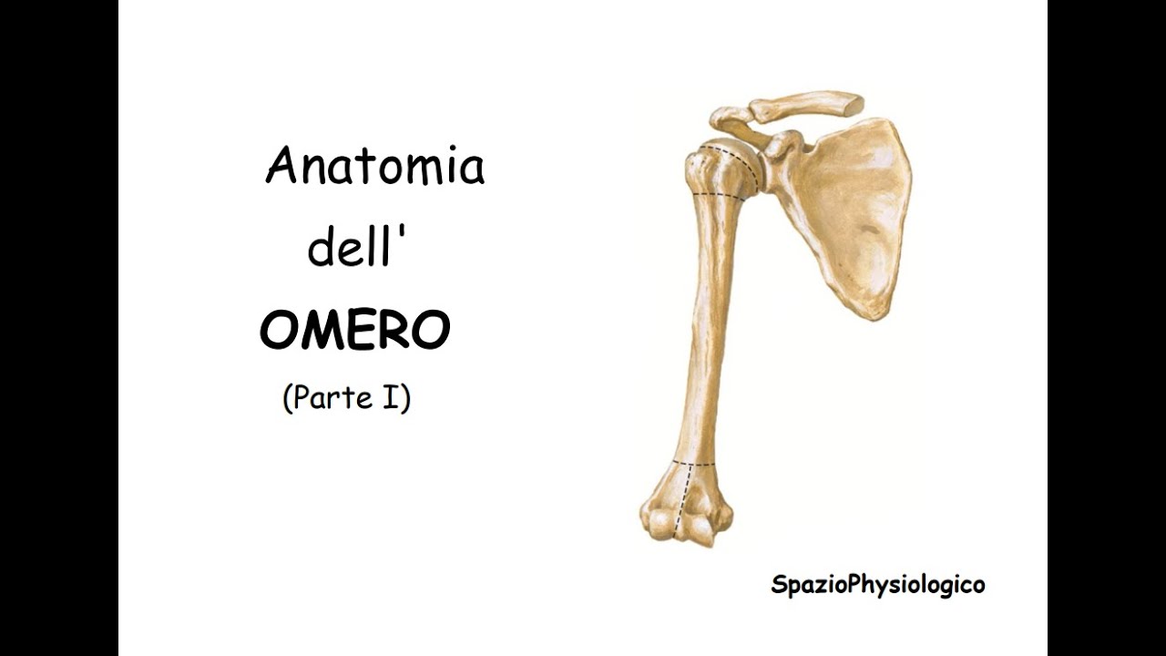 Anatomia dell' Omero. Parte I