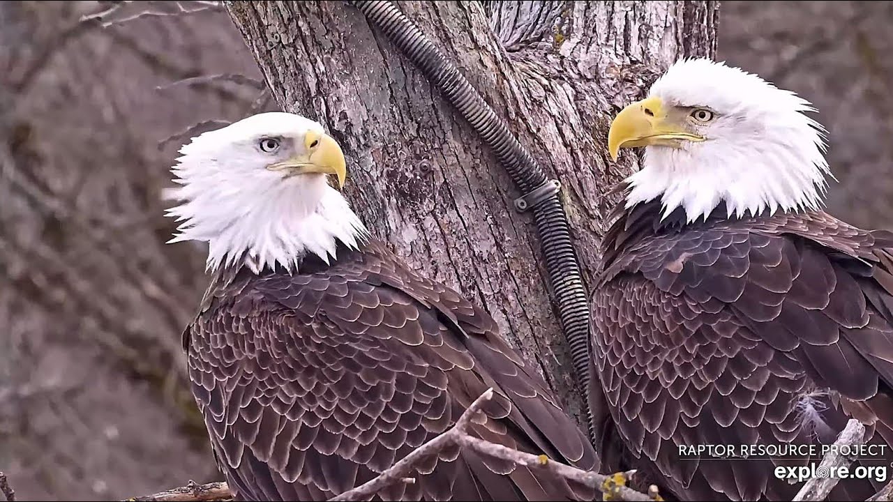Decorah North Eagles: Does DNF Have a New Suitor?  Explore.org 2-7-2026