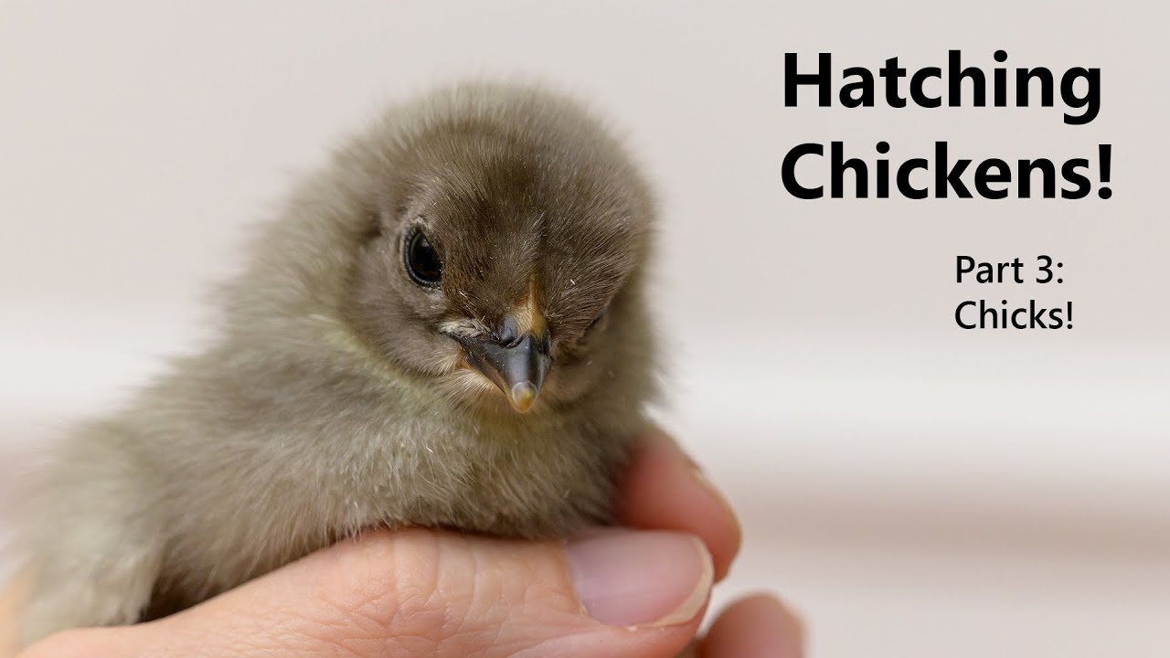 Hatching Chickens (Part 3: lockdown to feather sexing)