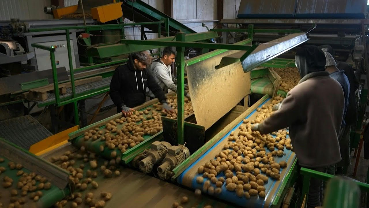 Belgian potato farmers hit by falling prices and rising costs | AFP