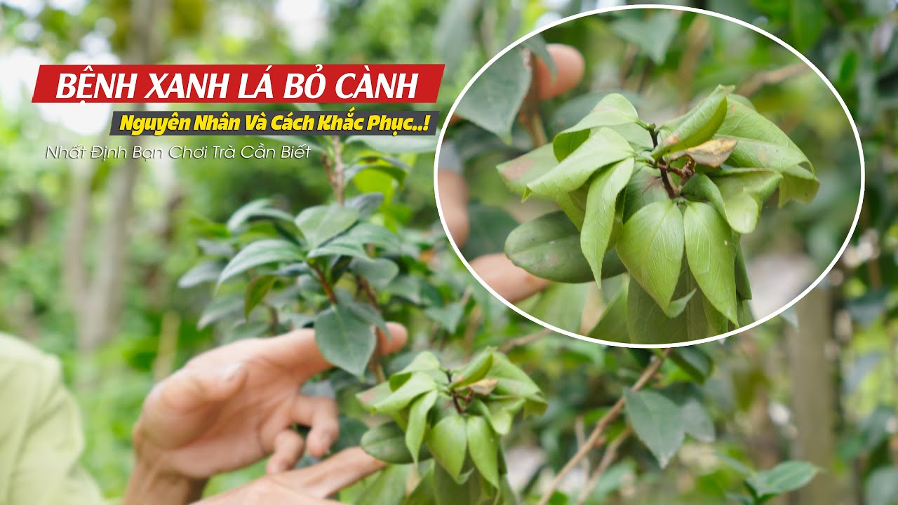 TRÀ MY XANH LÁ BỎ CÀNH | Biểu Hiện Nhận Biết Và Cách Khắc Phục