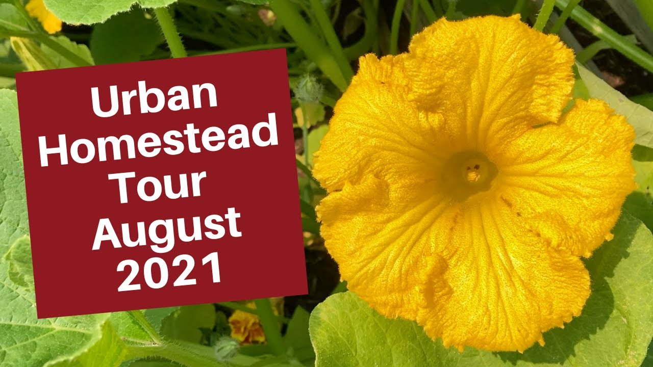 Summer Vegetable Garden Tour on a 1/8 acre Urban Homestead