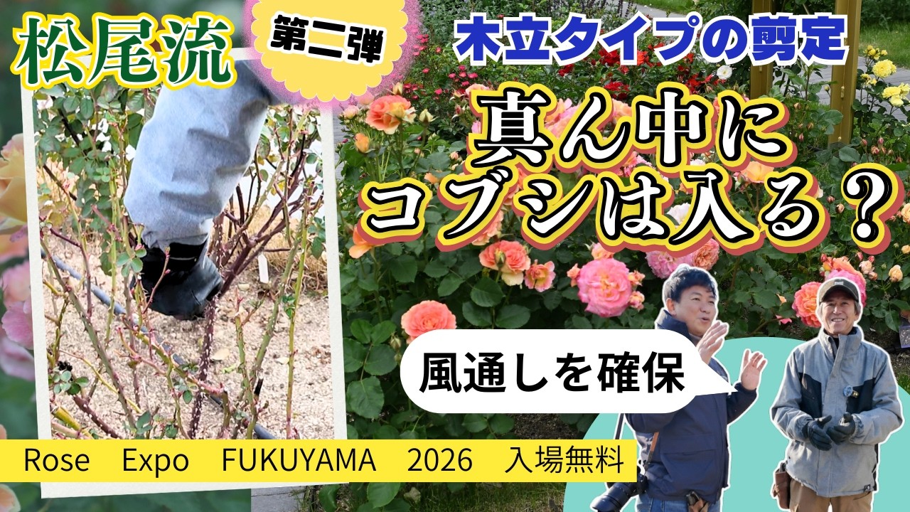 第二弾：松尾流木立タイプ3種のバラがお互いを尊重剪定by福山ばら公園