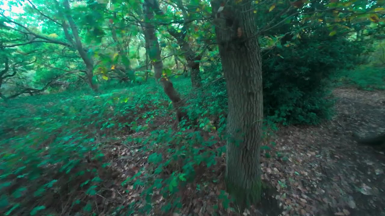 Burleigh Forest Exploration