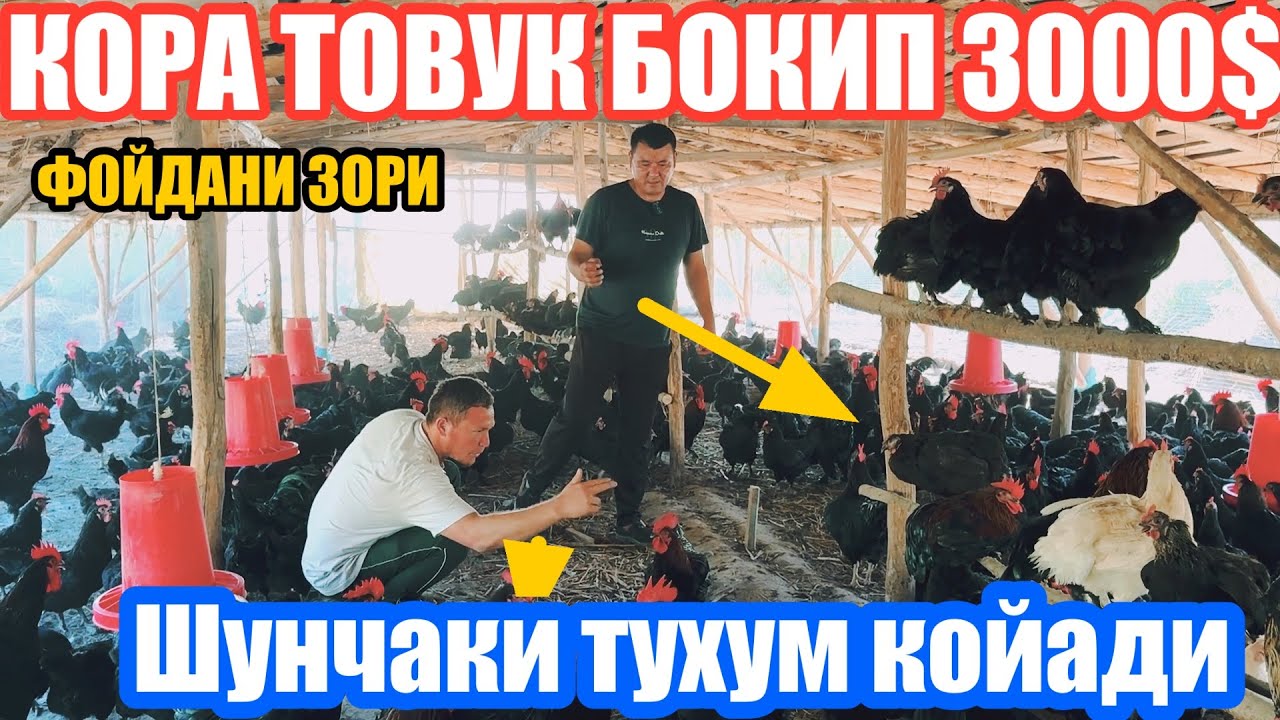 +998 50-277-50-05 Андижон кора товуклари сер даромат иш
