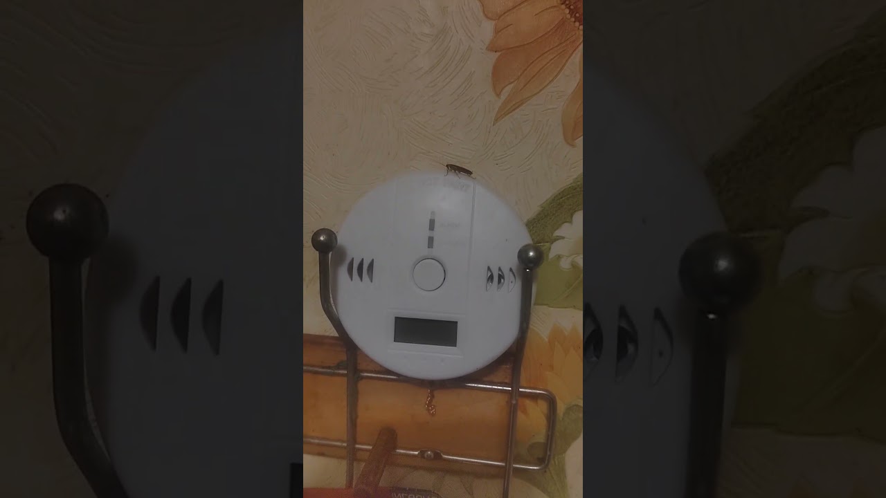 Таракан Часовой на посту!
